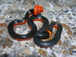 Diadophis punctatus