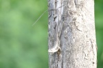 Sceloporus siniferus