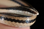 Conophis