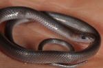Tantilla