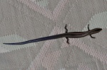Plestiodon