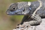 Sceloporus mucronatus