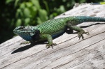 Sceloporus formosus