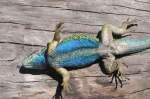 Sceloporus formosus