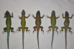 Sceloporus formosus