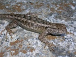 Sceloporus