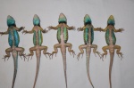 Sceloporus formosus