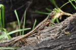 Sceloporus adleri female