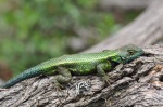 Sceloporus adleri male