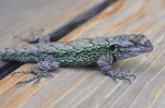 Sceloporus grammicus
