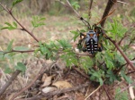 Arthropod