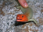 Plestiodon gilberti