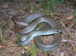 Coluber constrictor