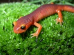 Ensatina e. xanthoptica