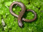 Batrachoceps