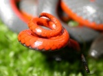 Diadophis tail