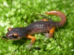 Ensatina salamander