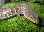 Alligator Lizard