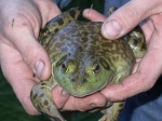 Bullfrog