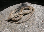 Gopher Snake