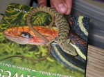 Alligator Lizard