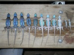 Sceloporus...