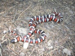 Lampropeltis zonata