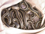 Bag of Snakes