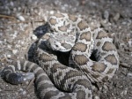Crotalus viridis