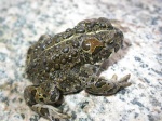 Bufo
