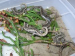 Hydromantes platycephalus