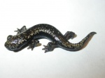 Hydromantes platycephalus