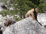 Bears