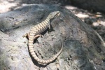 Elgaria multicarinata