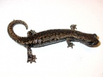 Hydromantes