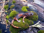 Ensatina