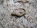 Alligator lizard