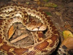 Gopher Snake