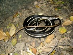 Masticophis
