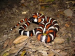 Lampropeltis zonata