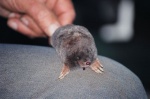 Mole