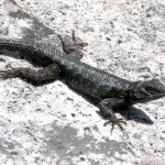 Sceloporus o. taylori