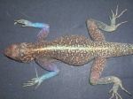 Agama agama