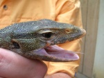 Varanus