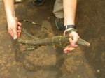 Varanus