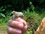 Chiromantis rufescens