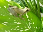 Chiromantis rufescens