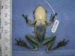 Chiromantis rufescens