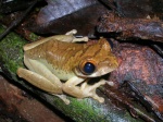 Leptopelis