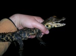 Dwarf Crocodile